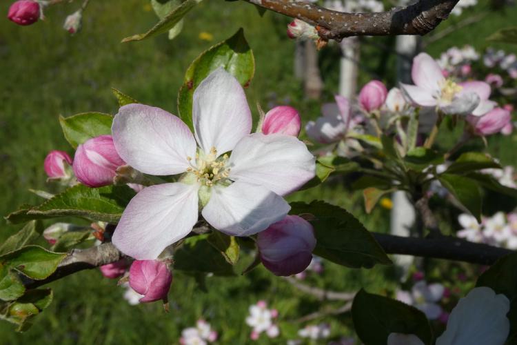 Apfelblüte