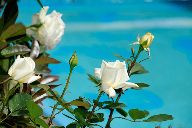 duftende Rosenblüten neben dem Schwimmbad