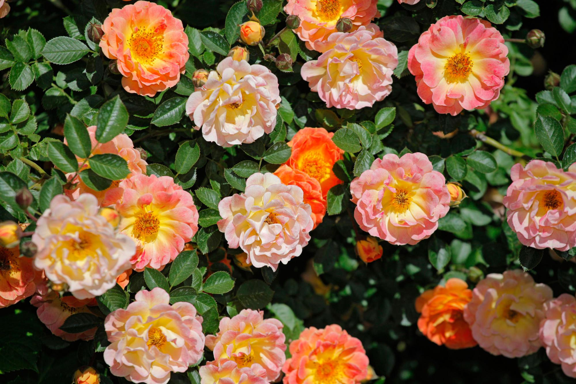 Orange Rosenblüten - Residence Sonnengarten