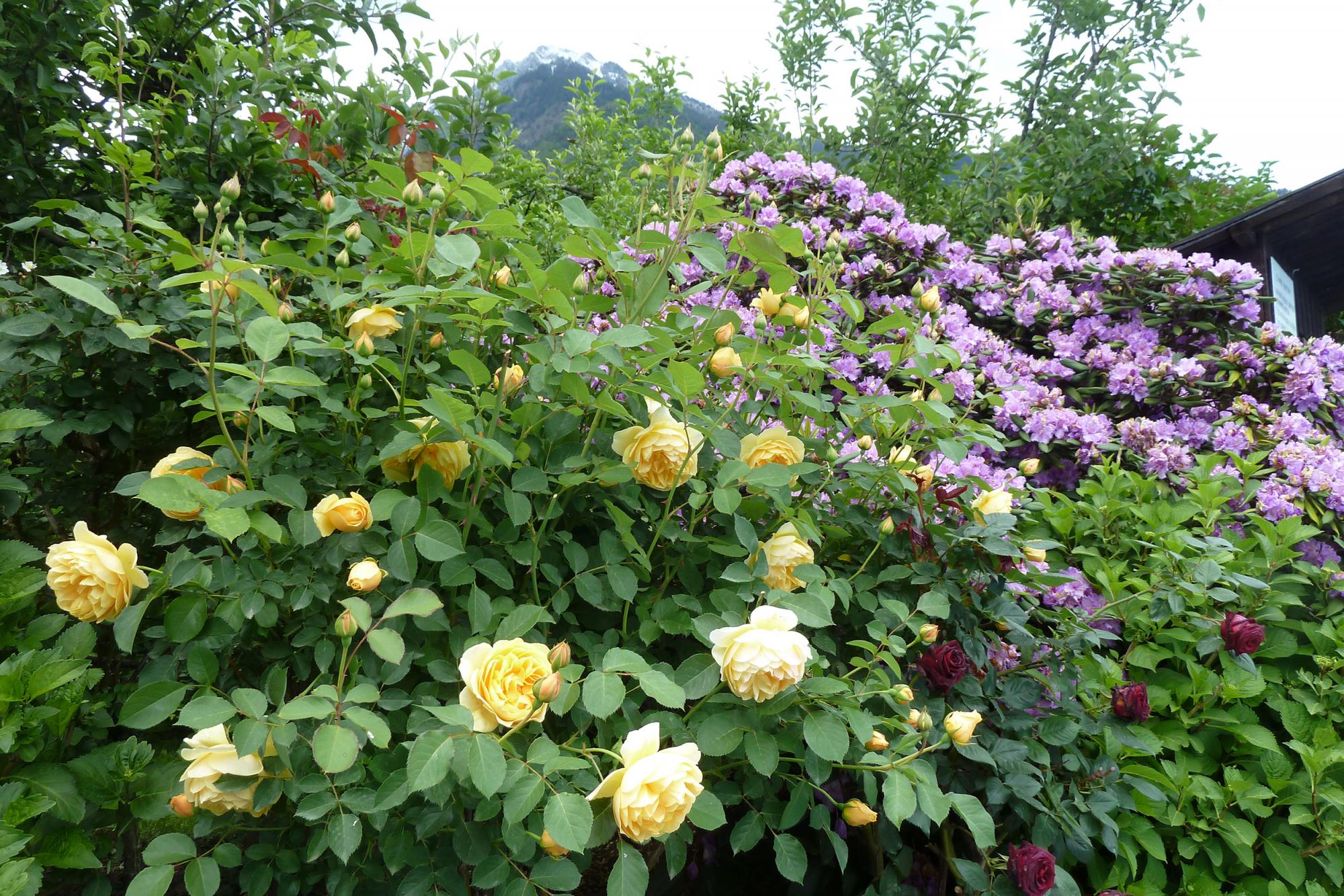 rose garden